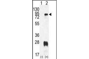 Western blot analysis of PRMT7 (arrow) using rabbit polyclonal PRMT7 Antibody (N-term) (ABIN387846 and ABIN2843964). (PRMT7 anticorps  (N-Term))