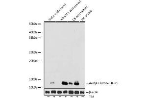 Western blot analysis of extracts of various cell lines, using Acetyl-Histone H4-K5 antibody (ABIN7267743) at 1:1000 dilution. (Histone H4 anticorps  (acLys5))