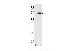 Western blot analysis of PRKCI using rabbit polyclonal PKC iota Antibody using 293 cell lysates (2 ug/lane) either nontransfected (Lane 1) or transiently transfected with the PRKCI gene (Lane 2). (PKC iota anticorps  (N-Term))