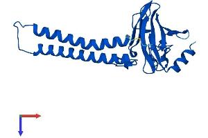 AlphaFold protein structure predicition of Mouse Recombinant Mtco2 Protein, UniprotID P00405