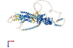 AlphaFold protein structure predicition of Human Recombinant KCNH1 Protein, UniprotID O95259