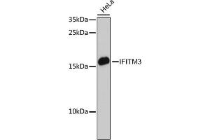 Western blot analysis of extracts of HeLa cells, using IFITM3 antibody (ABIN6130482, ABIN6142186, ABIN6142187 and ABIN7101416) at 1:3000 dilution. (IFITM3 anticorps  (AA 1-133))