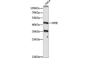 Western blot analysis of extracts of HeLa cells, using NFIB antibody (ABIN7268973) at 1:1000 dilution. (NFIB anticorps  (C-Term))