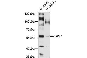 Western blot analysis of extracts of various cell lines, using GPR37 antibody (ABIN7267306) at 1:1000 dilution.