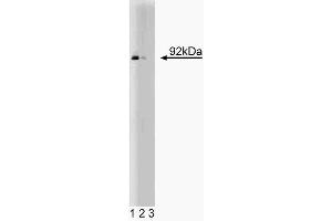 Western blot analysis of Stat5 on human endothelial cell lysate. (STAT5A anticorps  (AA 451-649))