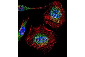 Fluorescent confocal image of Hela cell stained with MLLT10 (AF10) Antibody . (MLLT10 anticorps  (AA 294-323))