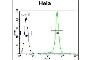 PCDHB10 Antibody (C-term) (ABIN655645 and ABIN2845121) flow cytometric analysis of Hela cells (right histogram) compared to a negative control cell (left histogram). (PCDHB10 anticorps  (C-Term))