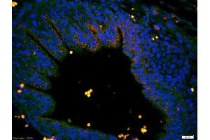 Formalin-fixed and paraffin-embedded intestine of mouse embryo labeled with Anti-C6orf192 Polyclonal Antibody, Unconjugated (ABIN1385782) 1:200, overnight at 4°C, The secondary antibody was Goat Anti-Rabbit IgG, Cy3 conjugated used at 1:200 dilution for 40 minutes at 37°C.