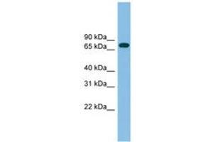 Image no. 1 for anti-Guanylate Binding Protein 2, Interferon-Inducible (GBP2) (AA 143-192) antibody (ABIN6745071) (GBP2 anticorps  (AA 143-192))