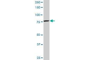 CPSF3 monoclonal antibody (M06), clone 1H8.