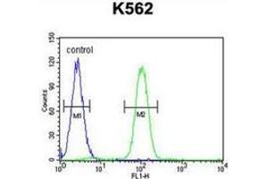 Flow cytometric analysis of K562 cells (right histogram) compared to a negative control cell (left histogram) using SP1 / TSFP1  Antibody (C-term), followed by FITC-conjugated goat-anti-rabbit secondary antibodie. (SP1 anticorps  (C-Term))