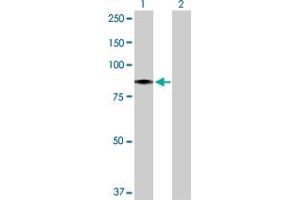 Western Blot analysis of HBS1L expression in transfected 293T cell line by HBS1L MaxPab polyclonal antibody. (HBS1L anticorps  (AA 1-684))