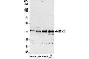 Western Blotting (WB) image for anti-Enhancer of Zeste Homolog 2 (EZH2) (AA 696-746) antibody (ABIN7450991)
