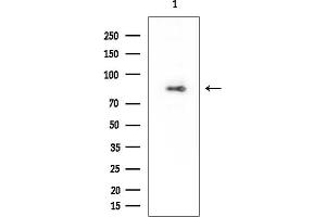 anti-Transmembrane Protein 63C (TMEM63C) antibody