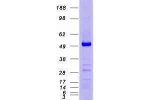 Validation with Western Blot