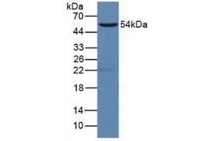 Figure. (CD19 anticorps  (AA 19-287))