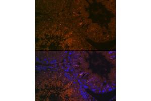 Immunofluorescence analysis of rat testis cells using B Rabbit pAb (ABIN7265880) at dilution of 1:100 (40x lens).