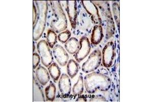 BCAT2 Antibody (C-term) (ABIN656822 and ABIN2846033) immunohistochemistry analysis in formalin fixed and paraffin embedded human kidney tissue followed by peroxidase conjugation of the secondary antibody and DAB staining.