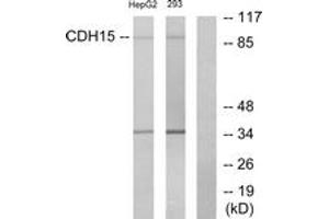 Western Blotting (WB) image for anti-M-Cadherin (CDH15) (AA 81-130) antibody (ABIN2889876) (CDH15 anticorps  (AA 81-130))