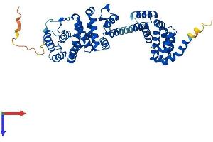 AlphaFold protein structure predicition of Human Recombinant BZW2 Protein, UniprotID Q9Y6E2