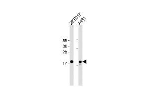 All lanes : Anti-UBE2C Antibody (C-term) at 1:2000 dilution Lane 1: 293T/17 whole cell lysate Lane 2: A431 whole cell lysate Lysates/proteins at 20 μg per lane. (UBE2C anticorps  (C-Term))