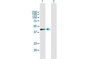 Western Blot analysis of NR2E1 expression in transfected 293T cell line by NR2E1 MaxPab polyclonal antibody. (NR2E1 anticorps  (AA 1-385))