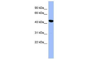 SERPINE2 antibody used at 1 ug/ml to detect target protein. (SERPINE2 anticorps)
