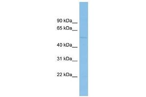 BEND7 antibody used at 1 ug/ml to detect target protein.