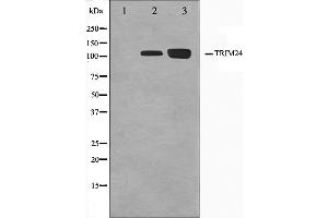 TRIM24 antibody  (C-Term)