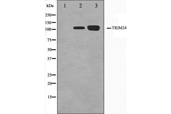 TRIM24 antibody  (C-Term)