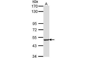 WB Image Sample (30 ug of whole cell lysate) A: Hela 7.