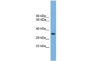 WB Suggested Anti-Tcfap4 Antibody Titration: 0.