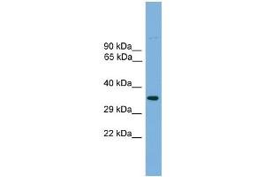 WB Suggested Anti-Tcfap4 Antibody Titration: 0. (TFAP4 anticorps  (Middle Region))