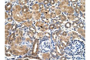 STK3 antibody was used for immunohistochemistry at a concentration of 4-8 ug/ml to stain Epithelial cells of renal tubule (arrows) in Human Kidney. (STK3 anticorps)
