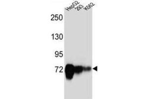Western Blotting (WB) image for anti-Cadherin-Like 22 (CDH22) antibody (ABIN2997235) (CDH22 anticorps)