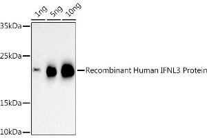 Western blot analysis of extracts of Recombinant Human IFNL3 Protein, using IFNL3 antibody (ABIN6132858, ABIN6142207, ABIN6142209 and ABIN6221289) at 1:500 dilution. (IL28B anticorps  (AA 22-196))