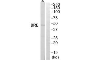Western blot analysis of extracts from Jurkat cells, using BRE antibody. (BRE anticorps  (C-Term))