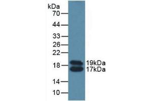 Detection of APOC4 in Mouse Serum using Polyclonal Antibody to Apolipoprotein C4 (APOC4) (APOC4 anticorps  (AA 28-124))