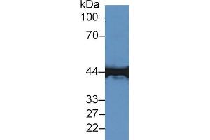 Western Blot; Sample: Canine Brain lysate; ;Primary Ab: 2µg/ml Rabbit Anti-Mouse CKM Antibody;Second Ab: 0.
