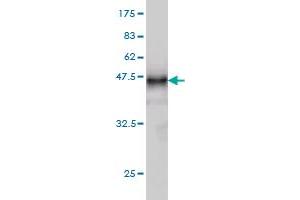 Western Blot detection against Immunogen (37.