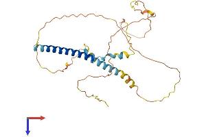 AlphaFold protein structure predicition of Human Recombinant PRR7 Protein, UniprotID Q8TB68