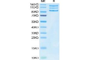 Mouse ITGAV&ITGB3 on Tris-Bis PAGE under reduced condition.