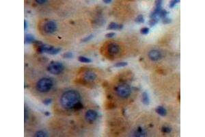IHC-P analysis of Liver tissue, with DAB staining. (A1BG anticorps  (AA 220-415))