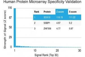 Analysis of HuProt(TM) microarray containing more than 19,000 full-length human proteins using SOX10 antibody (clone SOX10/991). (SOX10 anticorps  (AA 115-269))