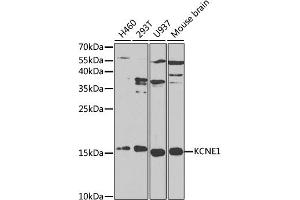 Western blot analysis of extracts of various cell lines, using KCNE1 antibody (ABIN3021634, ABIN3021635, ABIN3021636, ABIN1513121 and ABIN6215455) at 1:1000 dilution. (KCNE1 anticorps  (AA 1-100))