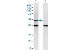 Western Blot analysis of CASP4 expression in transfected 293T cell line by CASP4 monoclonal antibody (M02), clone 7G7. (Caspase 4 anticorps  (AA 1-377))