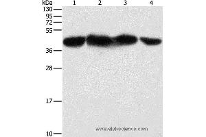 Western blot analysis of HepG2, 293T, hela and NIH/3T3 cell, using PGK2 Polyclonal Antibody at dilution of 1:600