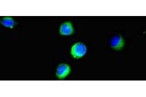 Immunofluorescent analysis of Hela cells using ABIN7152193 at dilution of 1:100 and Alexa Fluor 488-congugated AffiniPure Goat Anti-Rabbit IgG(H+L) (eIF4EBP1 anticorps  (AA 2-111))