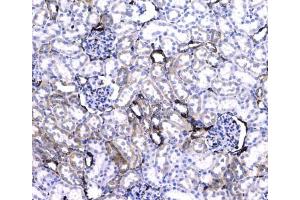 IHC testing of FFPE rat kidney tissue with CD44 antibody at 1ug/ml. (CD44 anticorps)