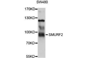 Western blot analysis of extracts of SW480 cells, using SMURF2 antibody.